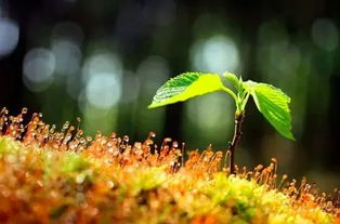 五行路旁土平地木,五行:金土土水木土納音:路旁土平地木壁上土沙中金五行