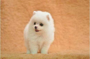 五行屬木養什麼寵物,您知道您的家中適合養什麼樣的寵物嗎