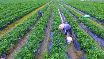 屬火的人能做種植行業嗎,大五行屬火做什麼事業好