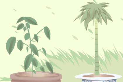客廳適合擺放的十大植物 有什麼推薦