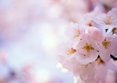 桃花運與桃花風水