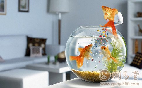 養魚風水、客廳養魚家居風水布局