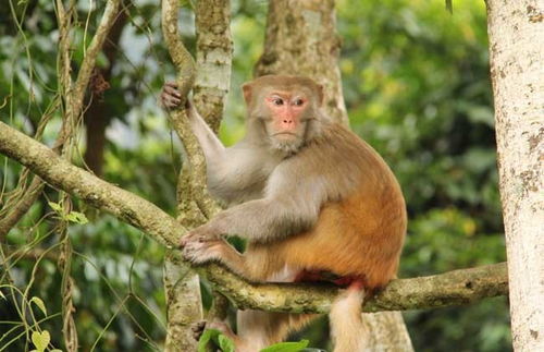 屬火跟屬金合適嗎,五形屬金的人適合做屬火的生意嗎?