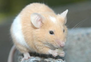 屬鼠金命最佳顏色,屬鼠的適合什麼顏色