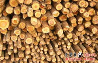 箐五行屬木還是金,諹字的五行屬什麼