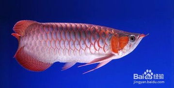 屬鼠金命家裡養幾條魚好招財,養魚養多少好教你屬相風水養魚養幾條好