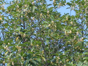 金桂銀桂屬何系種,金桂銀桂丹桂哪個最香