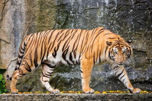 2024生小寶屬金乳名屍,我寶寶是在2008.4.29號生的,八字中缺金缺木,麻煩大家給取個名字