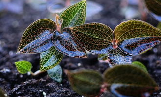 金線蓮屬寒是否可加薑片喝,金線連能同時和生薑泡茶飲嗎