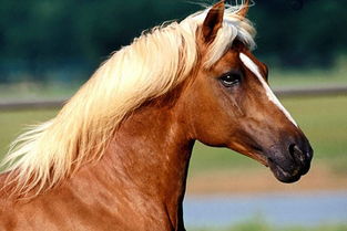 沙中金缺屬馬十月出生,寶寶屬馬,十月十一生日,早上9點45分出生,寶寶是男孩,看看他五