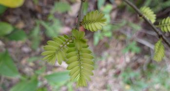 金命為什麼五行喜木,什麼叫做金命,還是木命