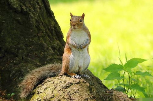 屬老鼠老闆娘的收銀台放金狗好嗎,屬鼠(生肖鼠)辦公桌裝飾品的擺放有何講究?