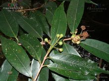 桃金娘科蒲桃屬是水生植物嗎,誰能發個「叢生水蒲桃」的百科信息嗎?