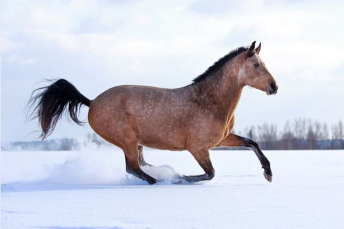 火命屬馬的喜什麼動物,南方瑪與十二生肖里什麼生肖有關