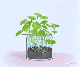 銅錢草五行屬金可以養嗎,五行屬金的可否養魚