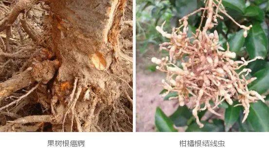 根管化的料金克屬,根管治療中填充物材料有哪些