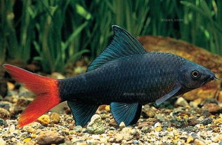 五行缺水養紅顏色的魚,風水魚全是紅色好不好