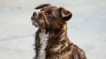 94狗屬火卧室靠哪邊好,屬狗的人的住房朝什麼方向財旺?