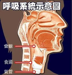 喉嚨疼是肺病五行屬金嗎,中醫中,常用金,木,水,火,土五行代表五臟.請問,與肺相對的是?