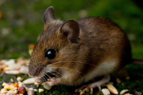 肖姓屬鼠金命女孩叫啥名,肖姓女孩取名