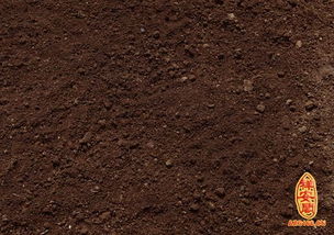 天運五行屬金者是什麼意思,天運五行屬金是什麼意思