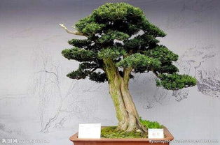 屬水和屬金的植物有什麼區別,五行屬水的植物都有哪些