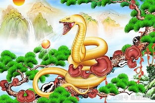 屬蛇人可以帶金蟾嗎,金蟾家中金蟾擺放家中對屬蛇的生肖有什麼暗示擺放是否對主人生肖有