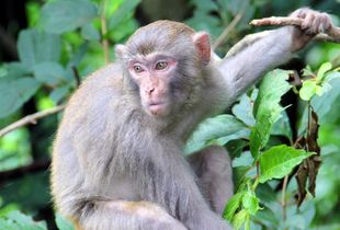 屬猴帶火的名字煜好嗎,煜做名字的寓意是什麼?