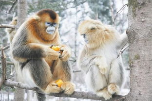 土猴人屬土缺火戴什麼好,五行土旺缺火適合帶黃金嗎