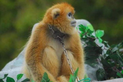 屬猴木命人適合帶硃砂嗎,五行屬木的人,佩戴什麼首飾