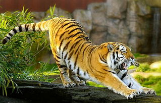 屬虎火命住7樓好嗎,風水學之屬相與樓層的風水關係有哪些?