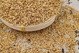 肺五行屬金是什麼意思,(100分求解)申時和酉時在五行中屬金,在臟腑就屬肺和大腸,何解