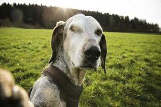 70屬金狗買樓的朝向,房子東西朝向大門朝南男主人屬狗1970,9,18女主人屬鼠19?