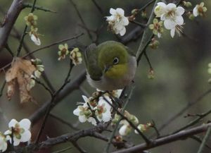 屬蛇六月大林木命缺火,請問1989年6月16日12點30分的八字是多少