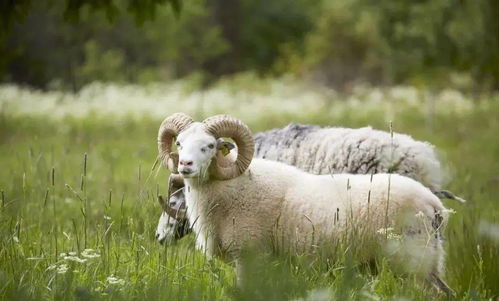 屬火的人和什麼屬羊最好,屬羊人的五個貴人是哪些人?