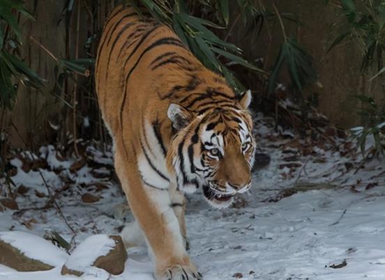 屬虎2022本命能戴金嗎,屬虎本命年戴什麼生肖的金飾品好?