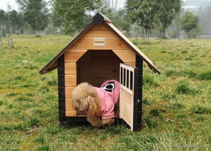 五行屬金適合養狗嗎,金命五行水旺適宜養狗嗎