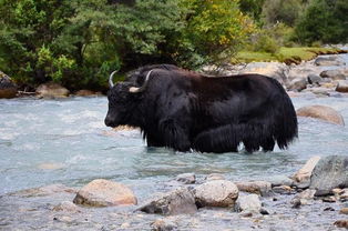屬牛五行缺金缺水男孩名字,請問生肖屬牛五行缺金取啥名字好