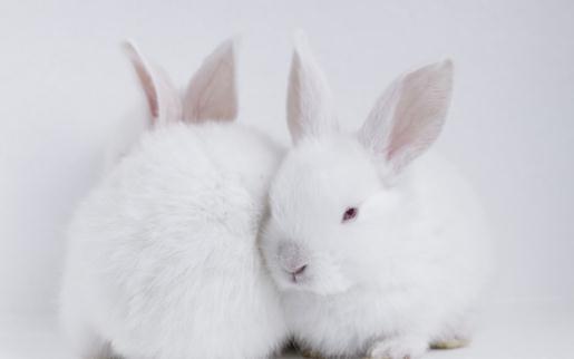 屬水兔和火兔能在一起嗎,我是83年大海水男友是87年爐中火我們適合結婚嗎有什麼方面的影響