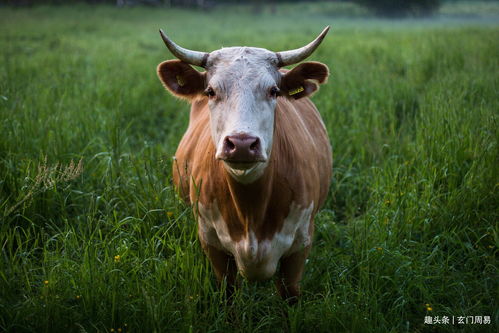 屬豬山頭火和屬牛澗下水,屬牛水澗命和屬豬山頭火?
