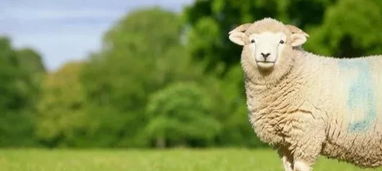 五行屬火的人和什麼相生,游戲問題,請問下火屬性於什麼相生啊?五行是怎麼樣的?最近想研究