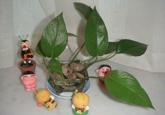 五行屬水擺什麼植物好,五行屬水的植物都有哪些