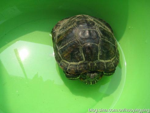 家裡人屬金是否不宜養烏龜,聽說烏龜屬火,屬金命的人可以養么?