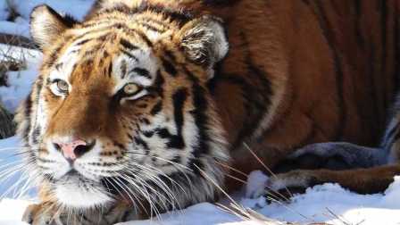 生肖屬虎五行屬金,生肖虎五行屬什麼,屬虎的五行