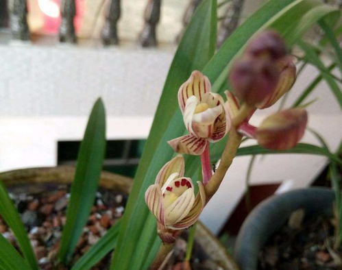 屬金的養什麼花好,五行屬金的人,辦公室的養什麼植物