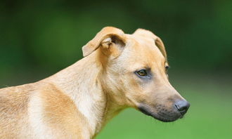 查牛羊龍狗中屬金號碼,狗和龍屬相不和怎麼破