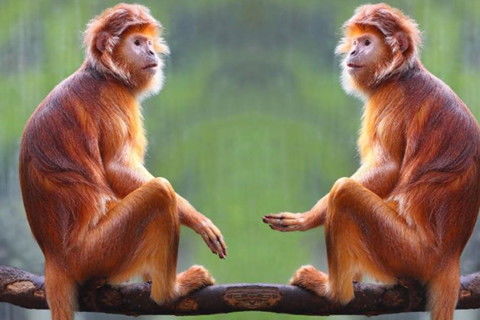 屬猴人配帶什麼木,屬猴的戴什麼吊墜好