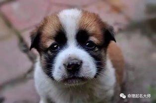 五行屬木火可以養狗嗎,家裡養狗會影響風水嗎?