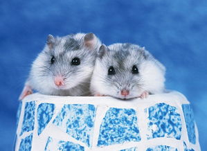 屬鼠的人可以養鵝掌木嗎,屬相適合養什麼植物好?