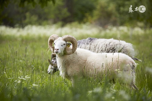 羊為什麼五行屬火,生肖羊五行屬什麼,屬羊的五行